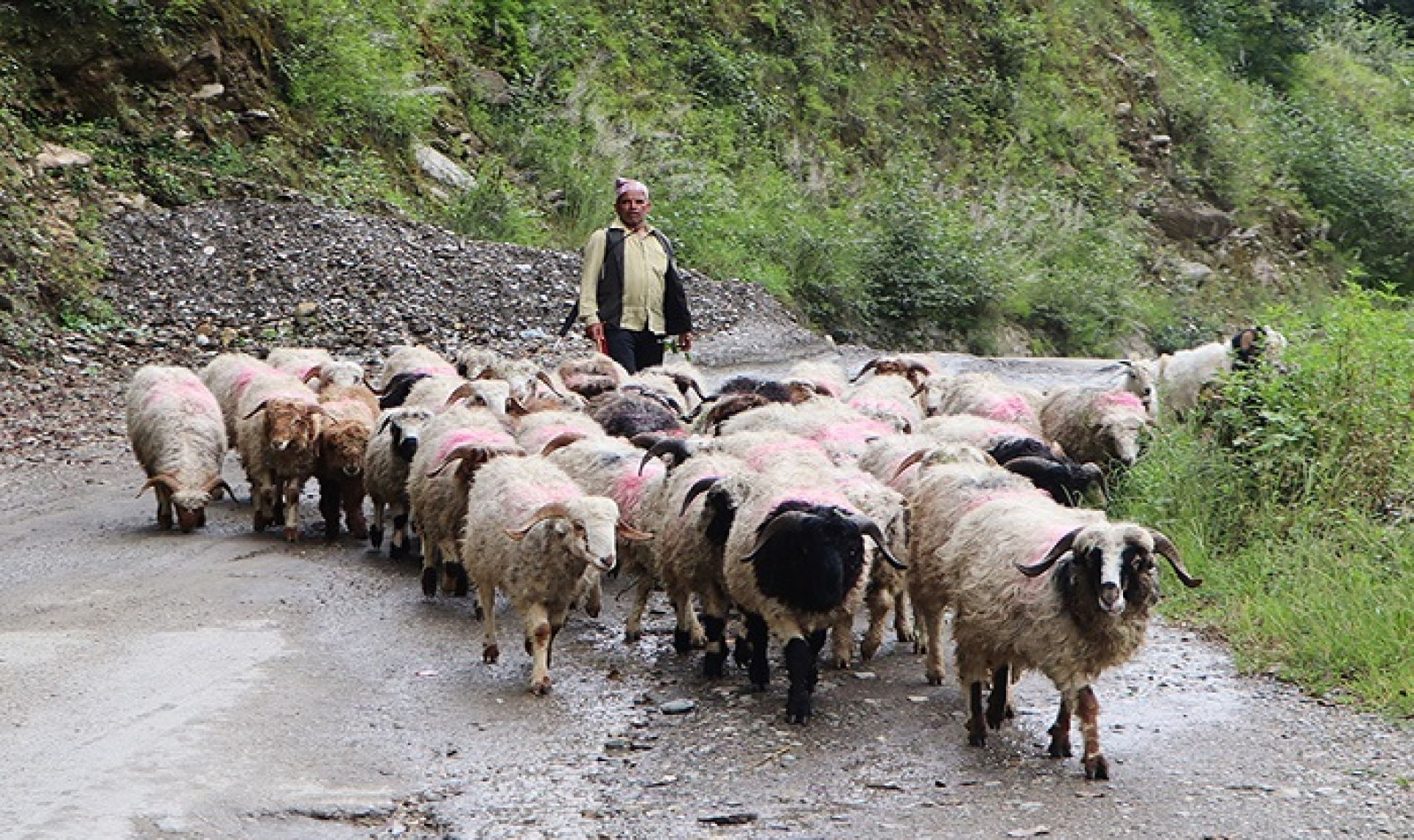 छ दशकदेखि भेडापालक किसान भन्दछन्ः ‘कृषि अनुदान भन्ने थाहा छैन’