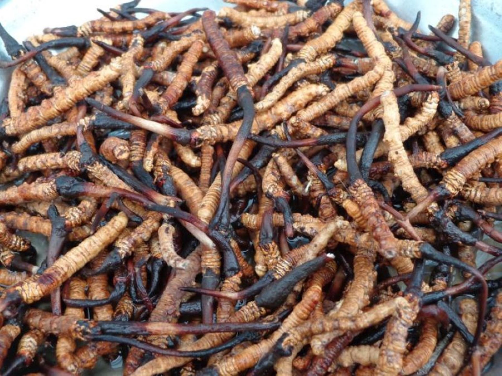 हिमाली हिरा यार्सा बेचेरै करोडौँ आम्दानी गर्छन् मुगालहरु