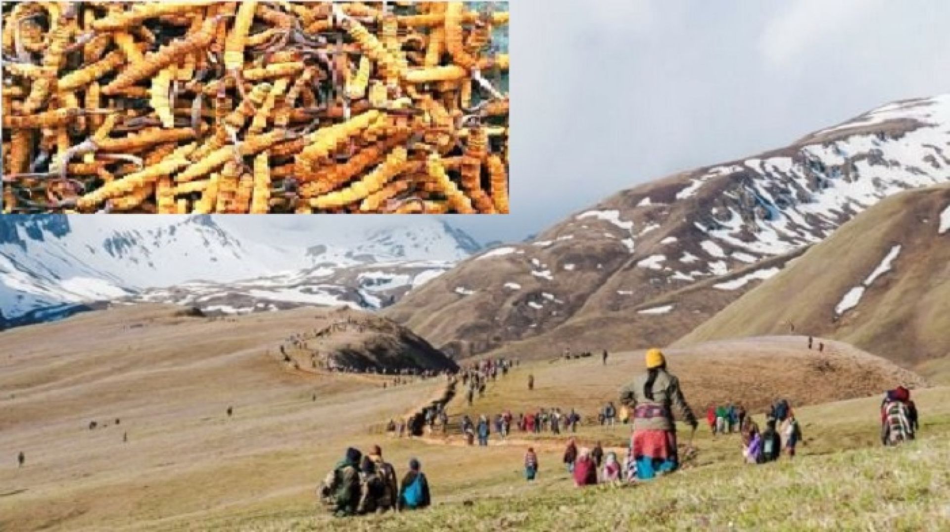 ‘यार्सागुम्बा’ अर्थात् महङ्गो जैविक कीराको खोजीः ठूलो कारोबारको क्षेत्र बन्दै