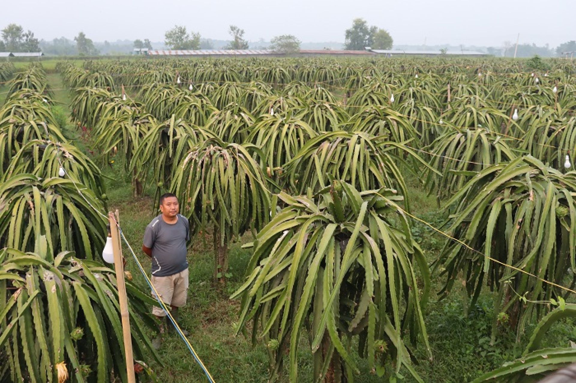 ड्रागनखेतीमा जमेका लाहुरे, वार्षिक ४० लाख बढी आम्दानी